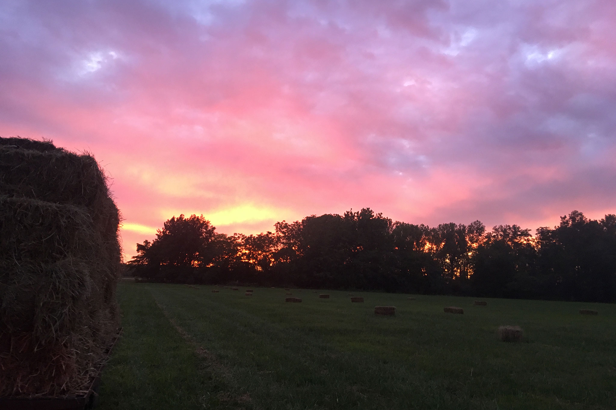 Pretty field at sunset