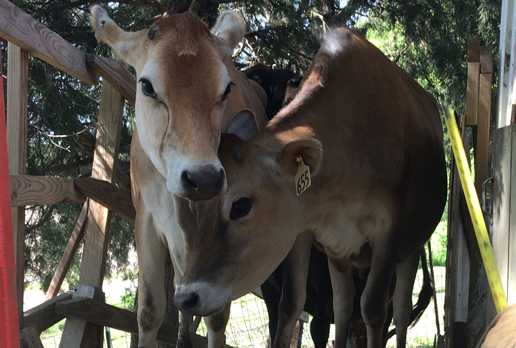 Two cows